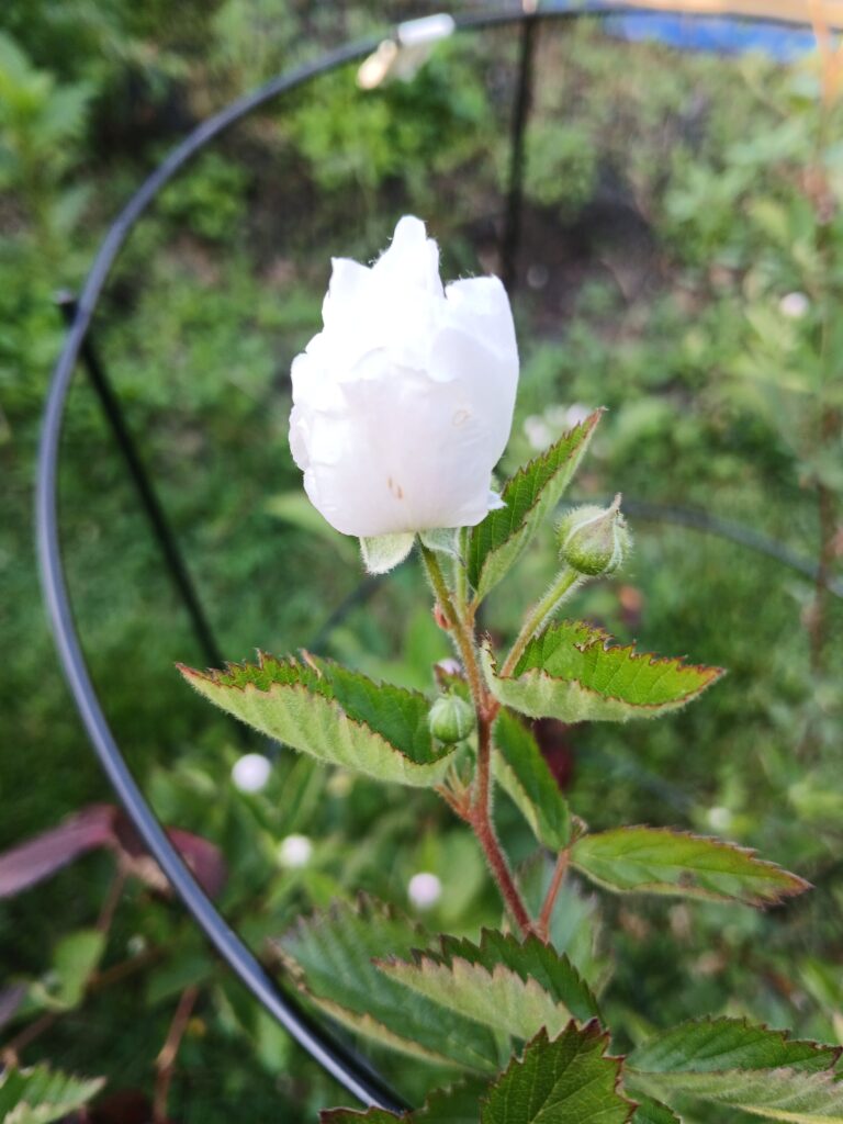 Flower chapters in the garden.
